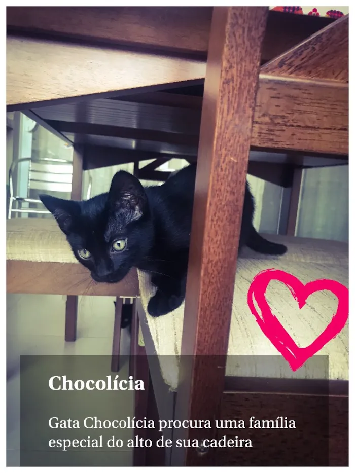 Gato ra a Srd idade 2 a 6 meses nome Chocolícia