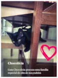 Chocolícia