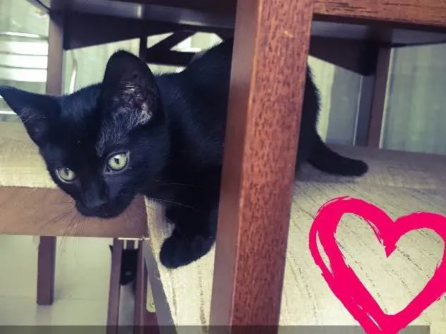 Gato ra a Srd idade 2 a 6 meses nome Chocolícia
