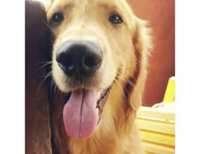 Cachorro raça Golden Retriever idade 7 a 11 meses nome Zack