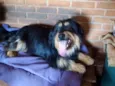 Pelucio
