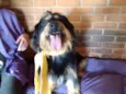 Pelucio