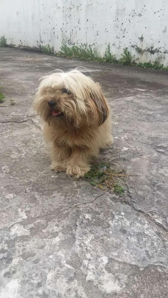Cachorro ra a Misturada idade 1 ano nome Bob 