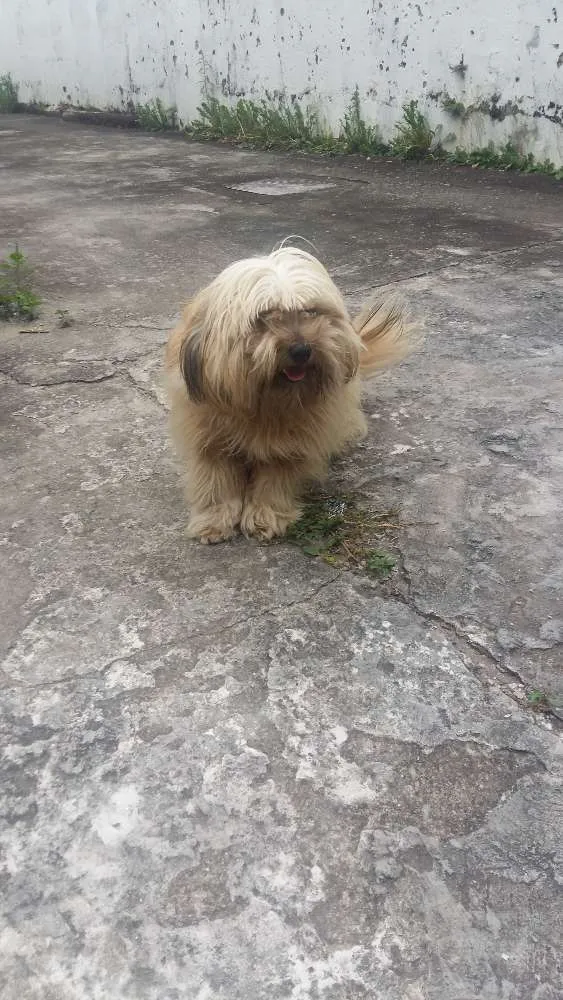 Cachorro ra a Misturada idade 1 ano nome Bob 
