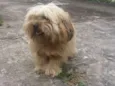 Bob 