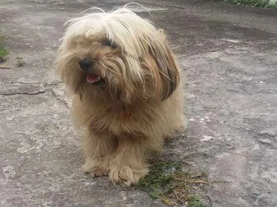Cachorro ra a Misturada idade 1 ano nome Bob 