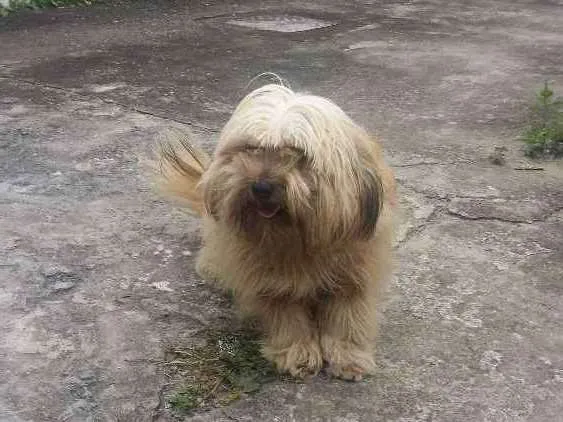 Cachorro ra a Misturada idade 1 ano nome Bob 