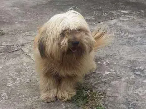 Cachorro ra a Misturada idade 1 ano nome Bob 