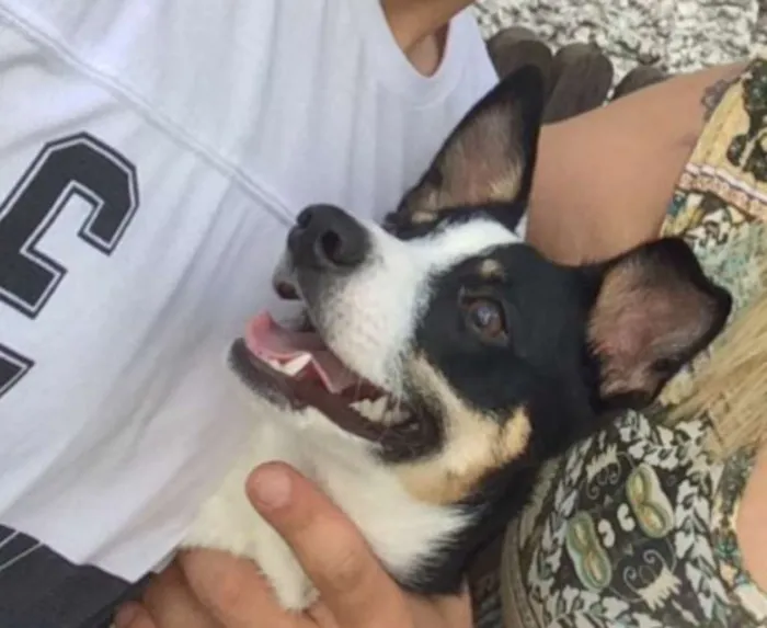 Cachorro ra a Fox paulistinha idade 7 a 11 meses nome Marla