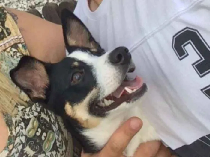 Cachorro ra a Fox paulistinha idade 7 a 11 meses nome Marla