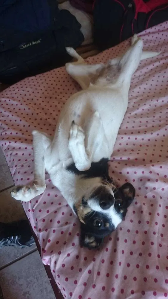 Cachorro ra a Fox paulistinha idade 7 a 11 meses nome Marla
