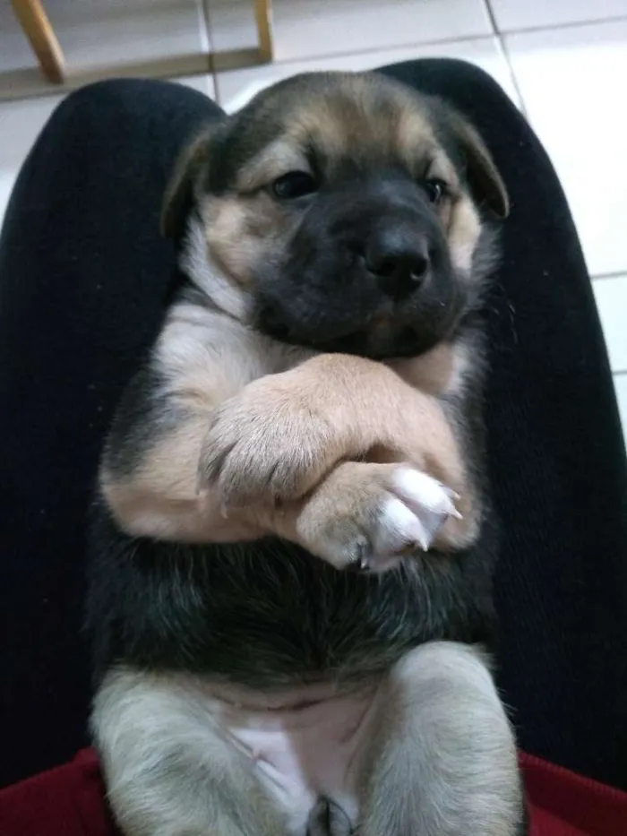 Cachorro raça Srd idade Abaixo de 2 meses nome Ainda não tem nome