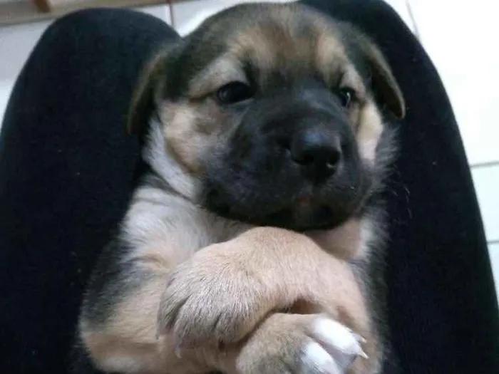 Cachorro raça Srd idade Abaixo de 2 meses nome Ainda não tem nome