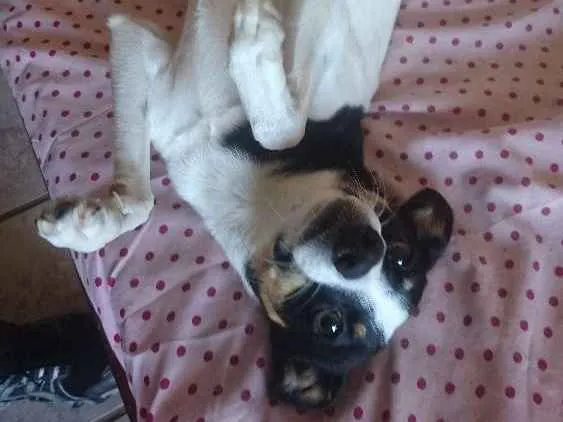 Cachorro ra a Fox paulistinha idade 7 a 11 meses nome Marla
