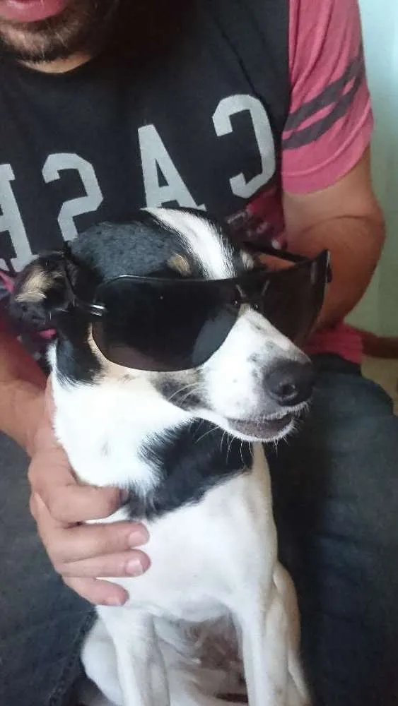 Cachorro ra a Fox paulistinha idade 7 a 11 meses nome Marla