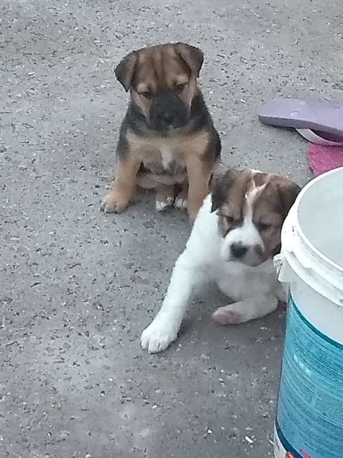 Cachorro raça Srd idade Abaixo de 2 meses nome Ainda não tem nome