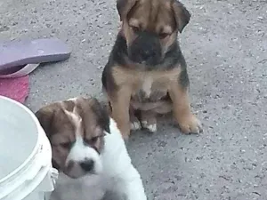 Cachorro raça Srd idade Abaixo de 2 meses nome Ainda não tem nome