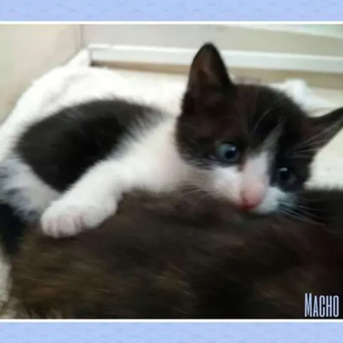 Gato ra a SRD idade Abaixo de 2 meses nome Frajola