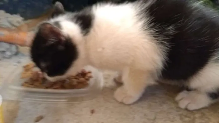 Gato ra a SRD idade Abaixo de 2 meses nome Frajola