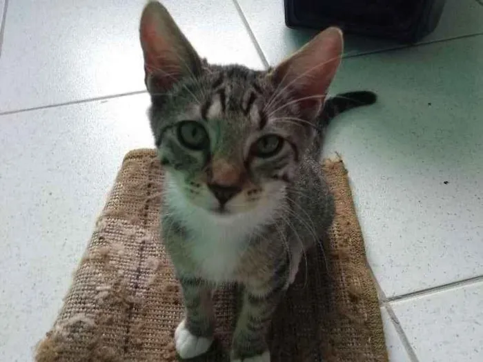 Gato ra a Pêlo Curto Brasileiro idade 1 ano nome Fofinha