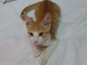 Gato raça Pêlo Curto Brasileiro idade 2 anos nome Pipoca