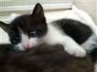 Gato raça SRD idade Abaixo de 2 meses nome Frajola