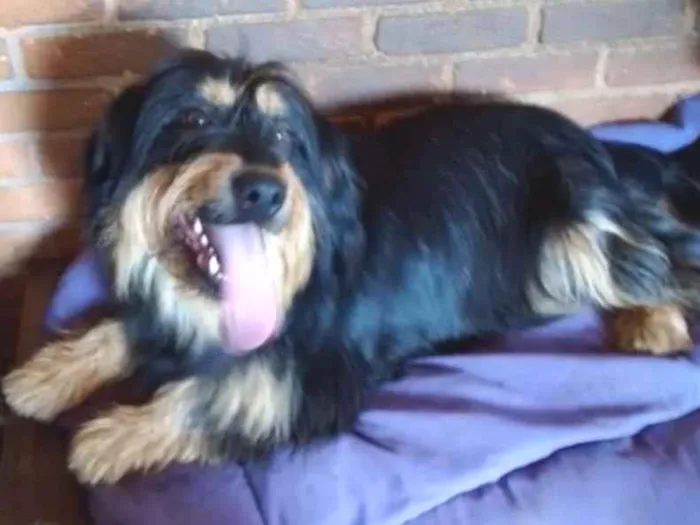 Cachorro ra a Poodle idade 4 anos nome Pelucio