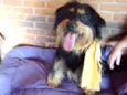 Pelucio