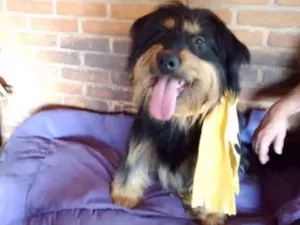 Cachorro raça Poodle idade 4 anos nome Pelucio