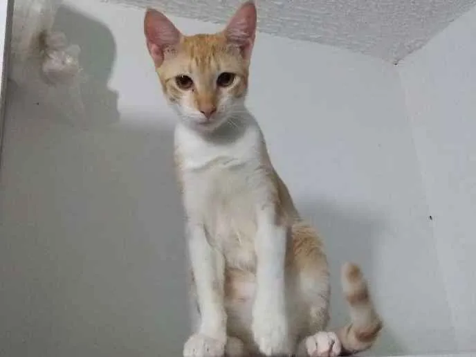 Gato ra a Pêlo Curto Brasileiro idade 2 anos nome Hanna