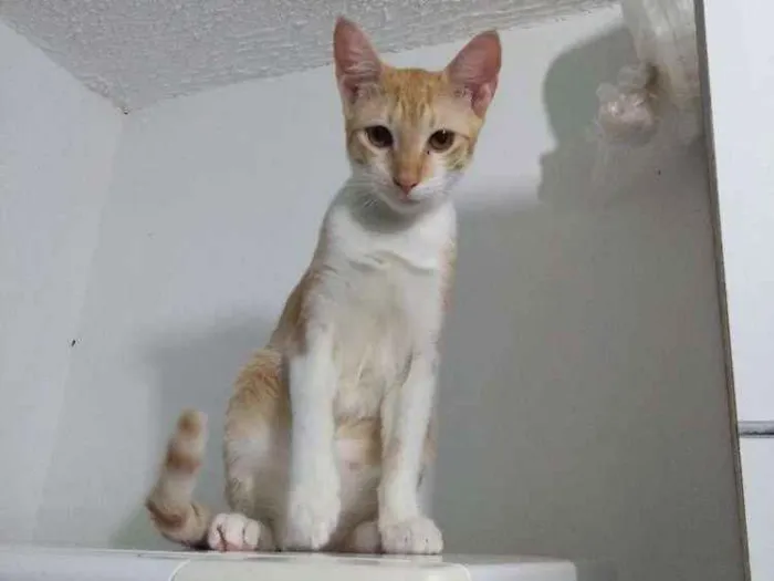 Gato ra a Pêlo Curto Brasileiro idade 2 anos nome Hanna