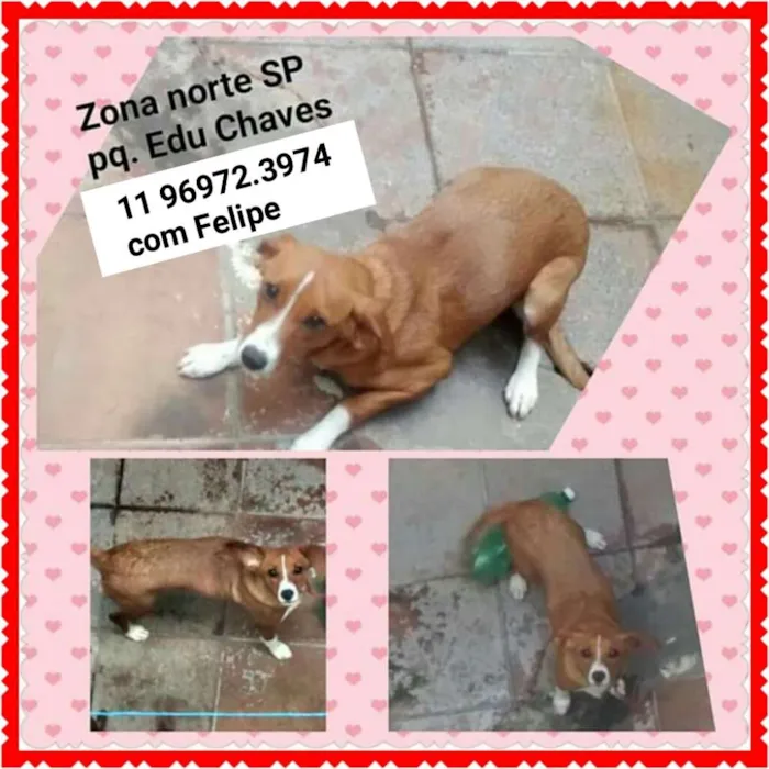 Cachorro ra a SRD idade 7 a 11 meses nome Bela (Jaçanã)
