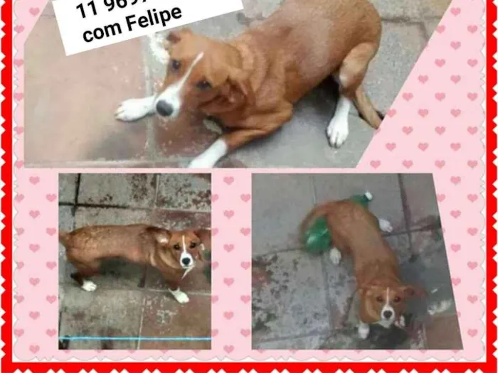 Cachorro ra a SRD idade 7 a 11 meses nome Bela (Jaçanã)