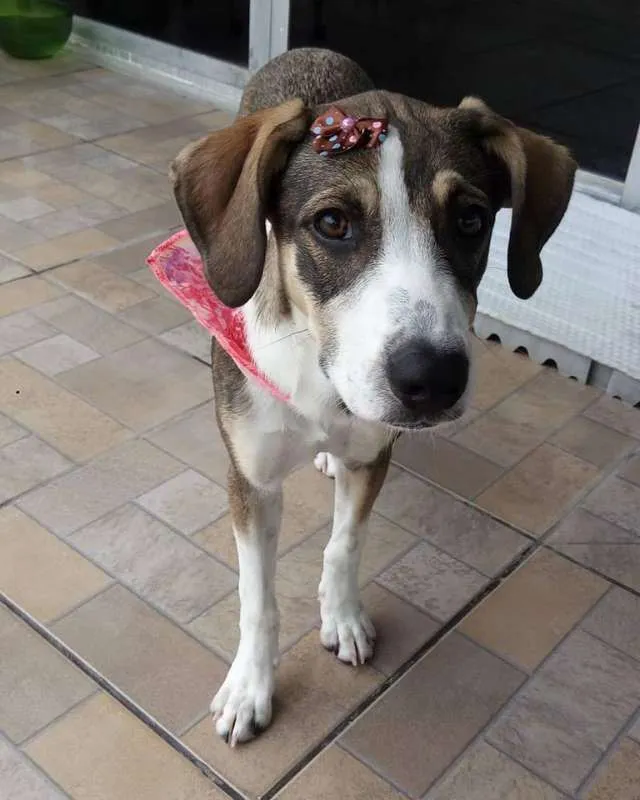 Cachorro ra a SRD idade 7 a 11 meses nome Ayra