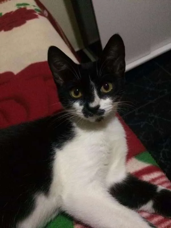 Gato ra a SRD idade 2 a 6 meses nome Ágatha