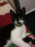 Ágatha