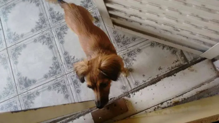 Cachorro ra a Paulistinha idade 7 a 11 meses nome Susy