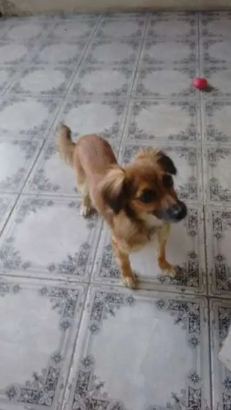 Cachorro ra a Paulistinha idade 7 a 11 meses nome Susy