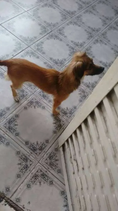 Cachorro ra a Paulistinha idade 7 a 11 meses nome Susy