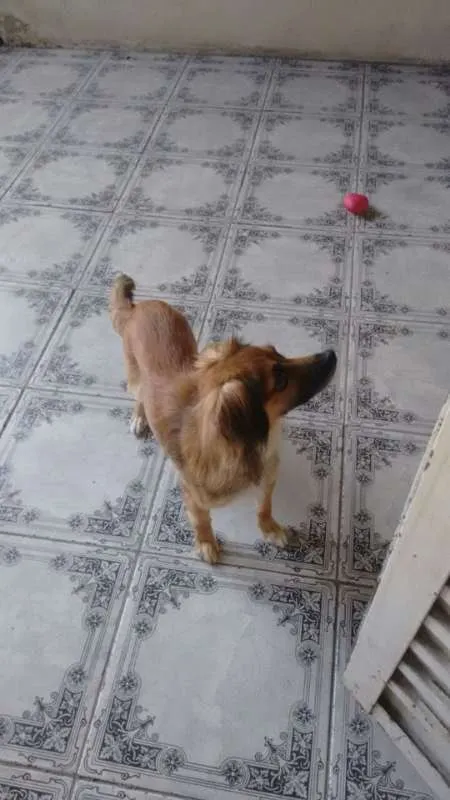 Cachorro ra a Paulistinha idade 7 a 11 meses nome Susy