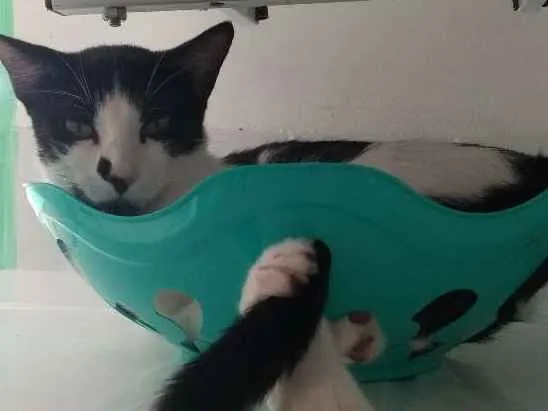 Gato ra a Pêlo Curto Brasileiro idade 2 anos nome Frajola