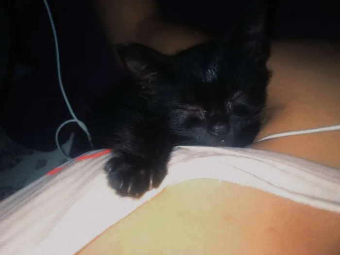 Gato ra a SRD idade Abaixo de 2 meses nome Tiana