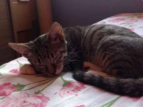 Gato ra a Pêlo Curto Brasileiro idade 1 ano nome Fofinha