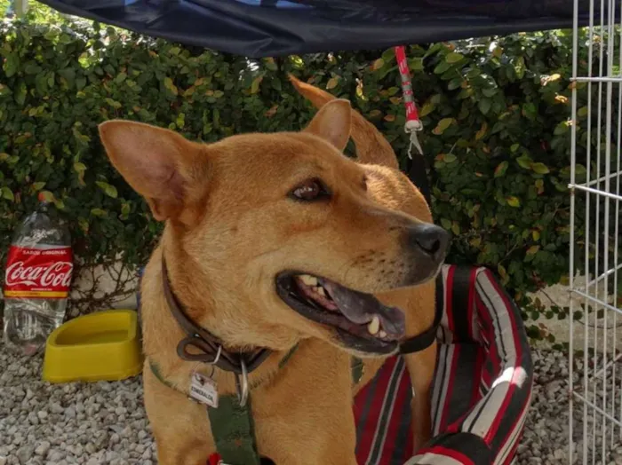 Cachorro ra a SRD idade 2 anos nome Lupi