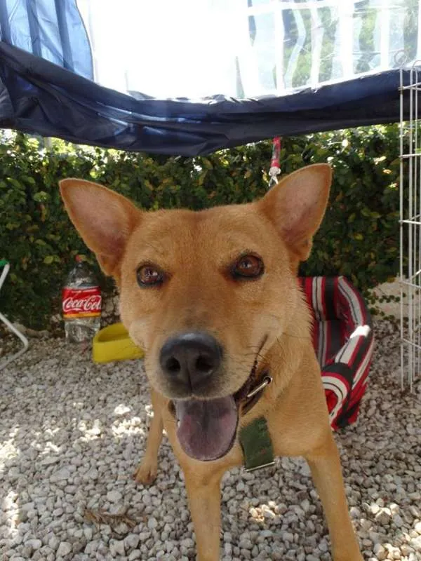 Cachorro ra a SRD idade 2 anos nome Lupi