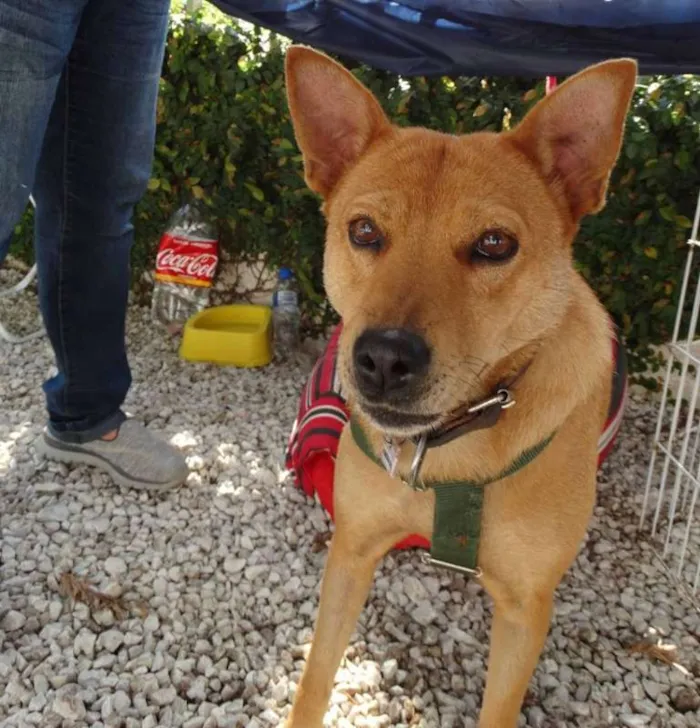 Cachorro ra a SRD idade 2 anos nome Lupi