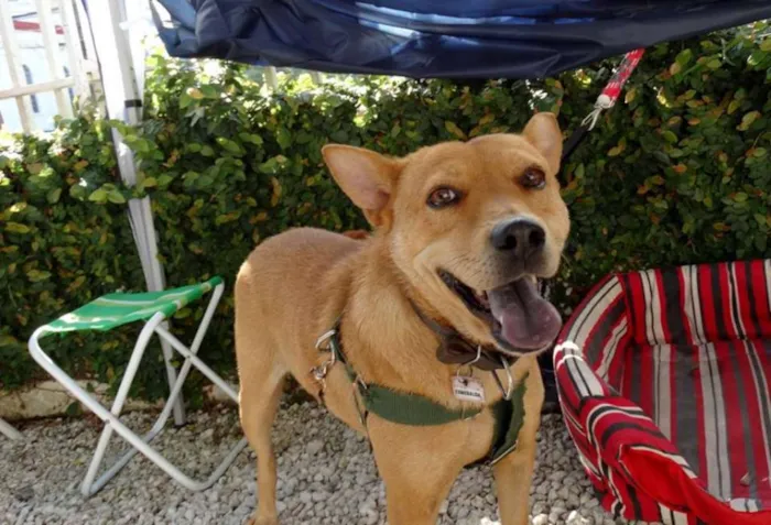 Cachorro ra a SRD idade 2 anos nome Lupi