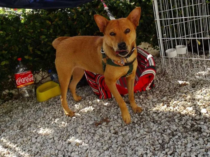 Cachorro ra a SRD idade 2 anos nome Lupi