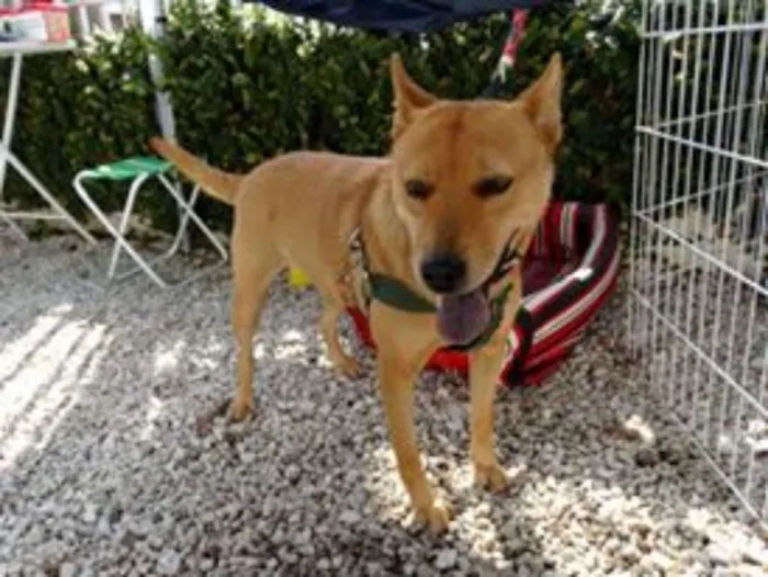 Cachorro ra a SRD idade 2 anos nome Lupi