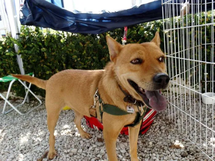 Cachorro ra a SRD idade 2 anos nome Lupi